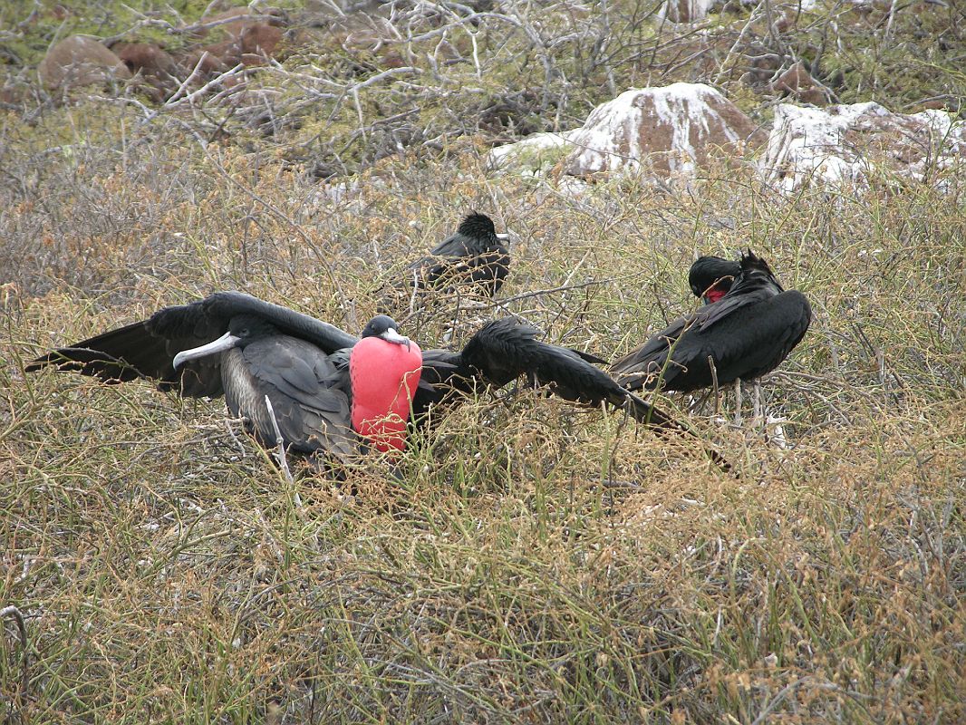 Galapagos 2-1-12 North Seymour Male Magnificent Frigatebird